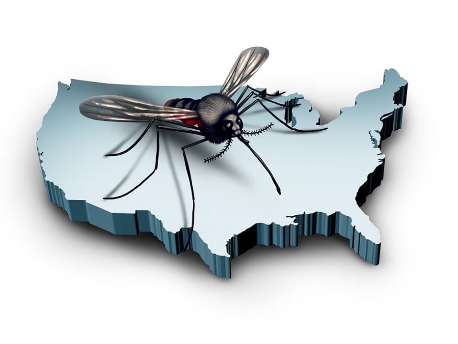 zika virus