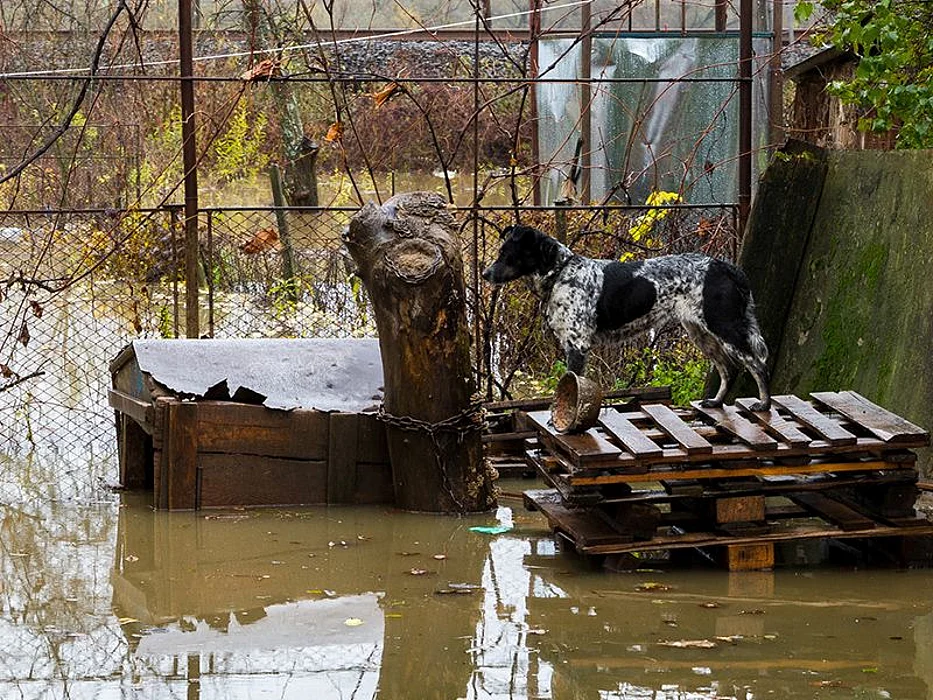pet flood