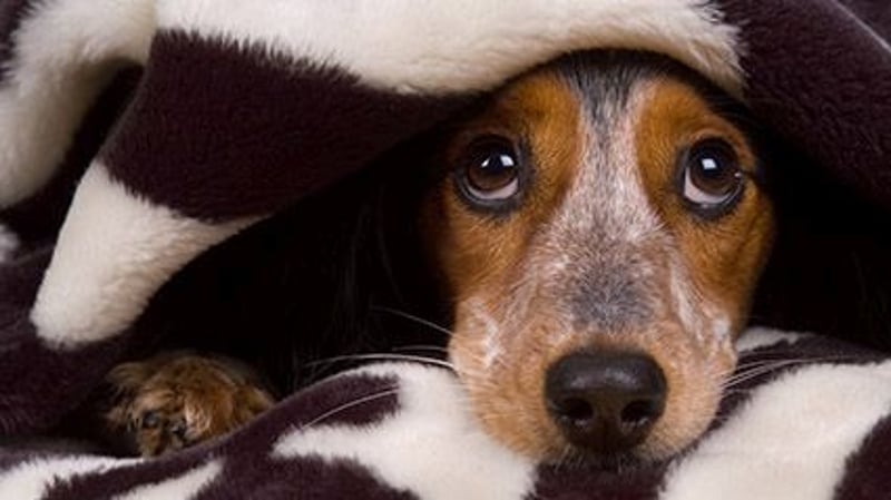 Science Reveals Secrets of 'Puppy Dog Eyes'