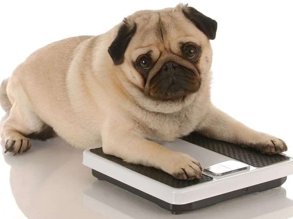 overweight dog