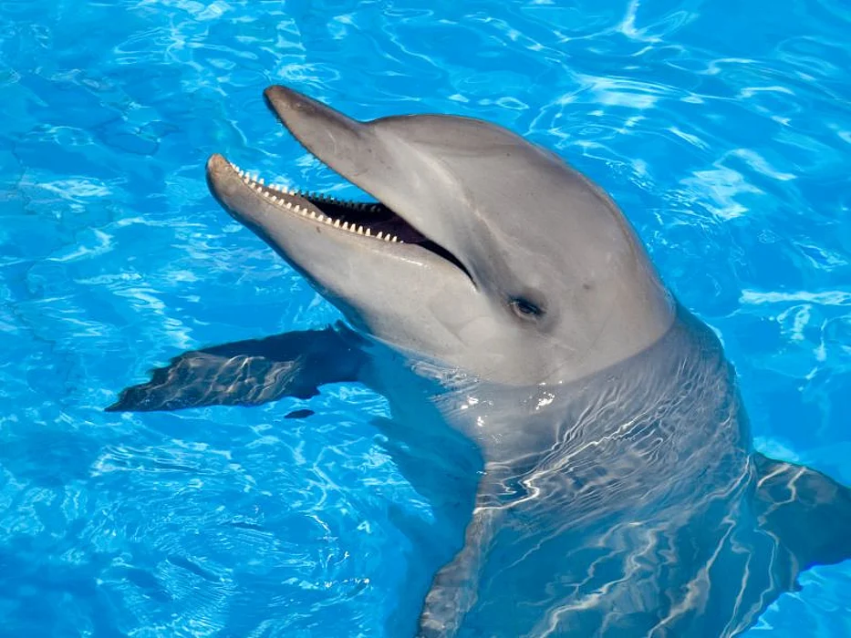 bottlenose dolphin