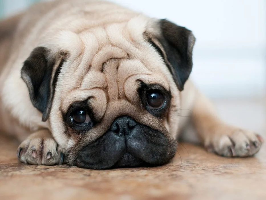 pug dog