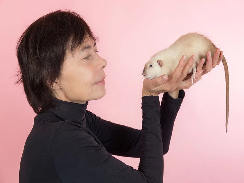pet rat