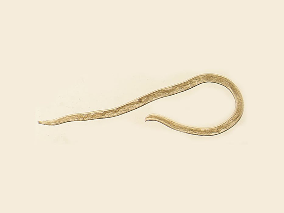 Thelazia gulosa worm
