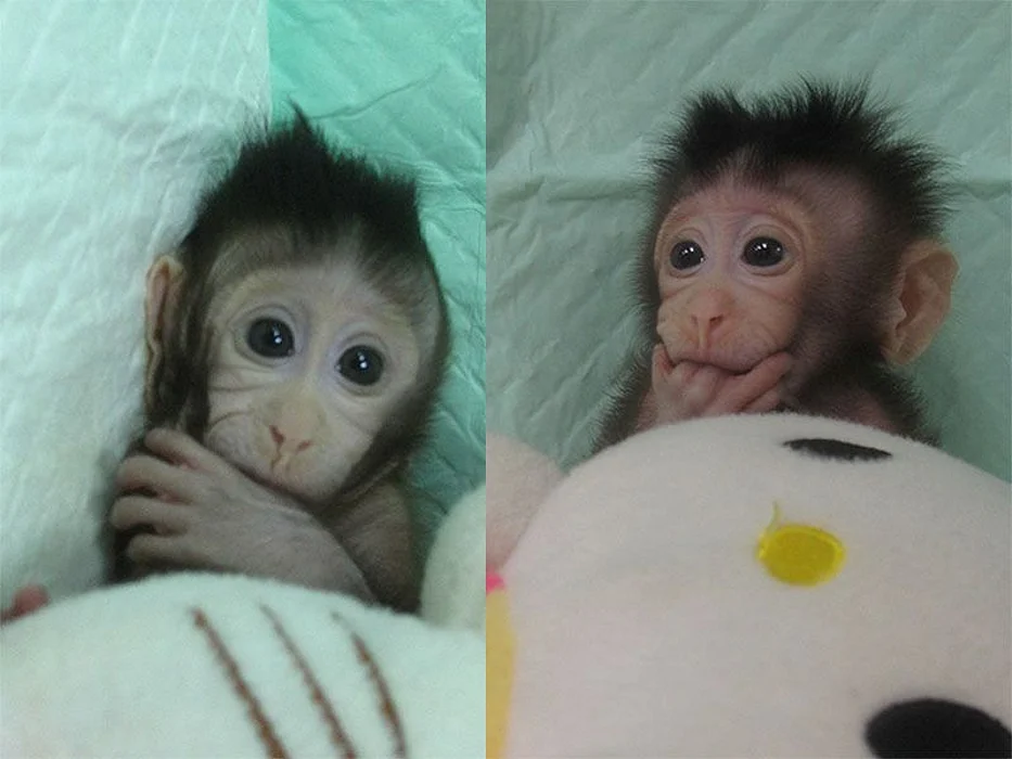monkeys