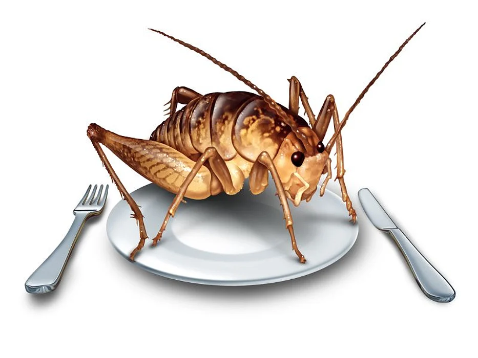 insects as food