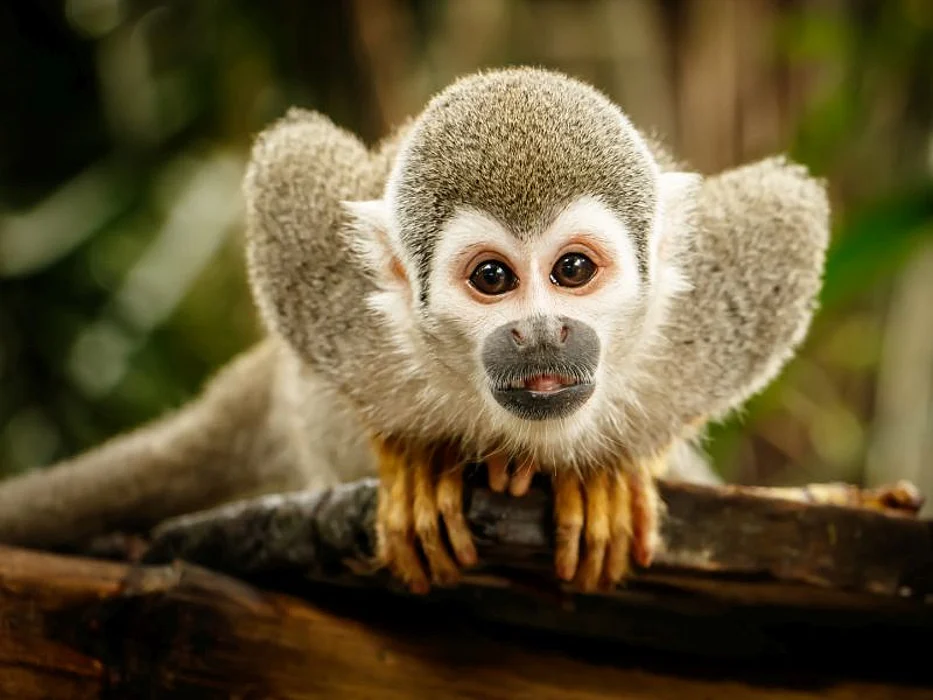squirrel monkey