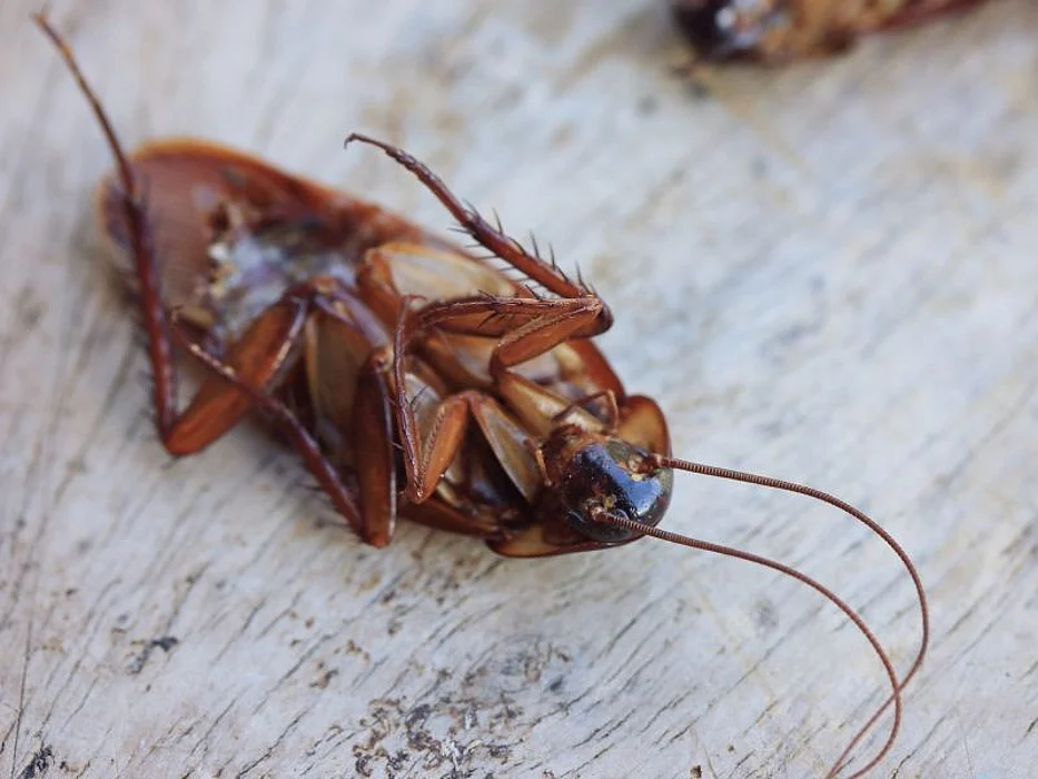 roach