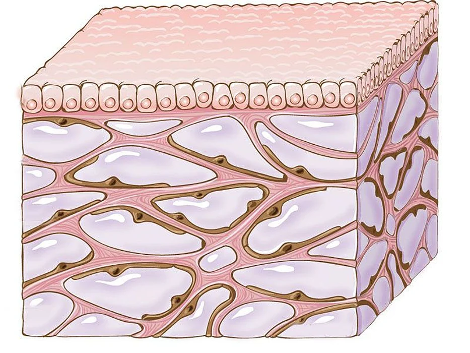 skin diagram