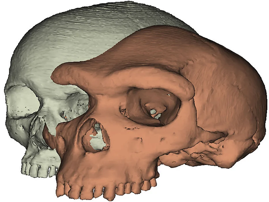 Modern human skull vs. Kabwe 1