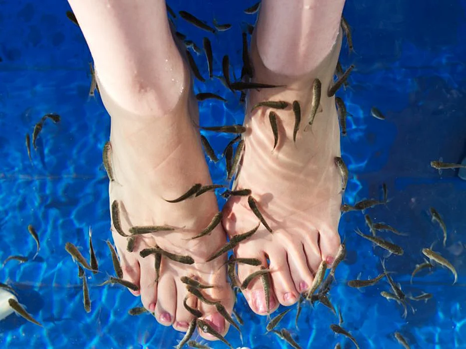 Human pedicure using fish