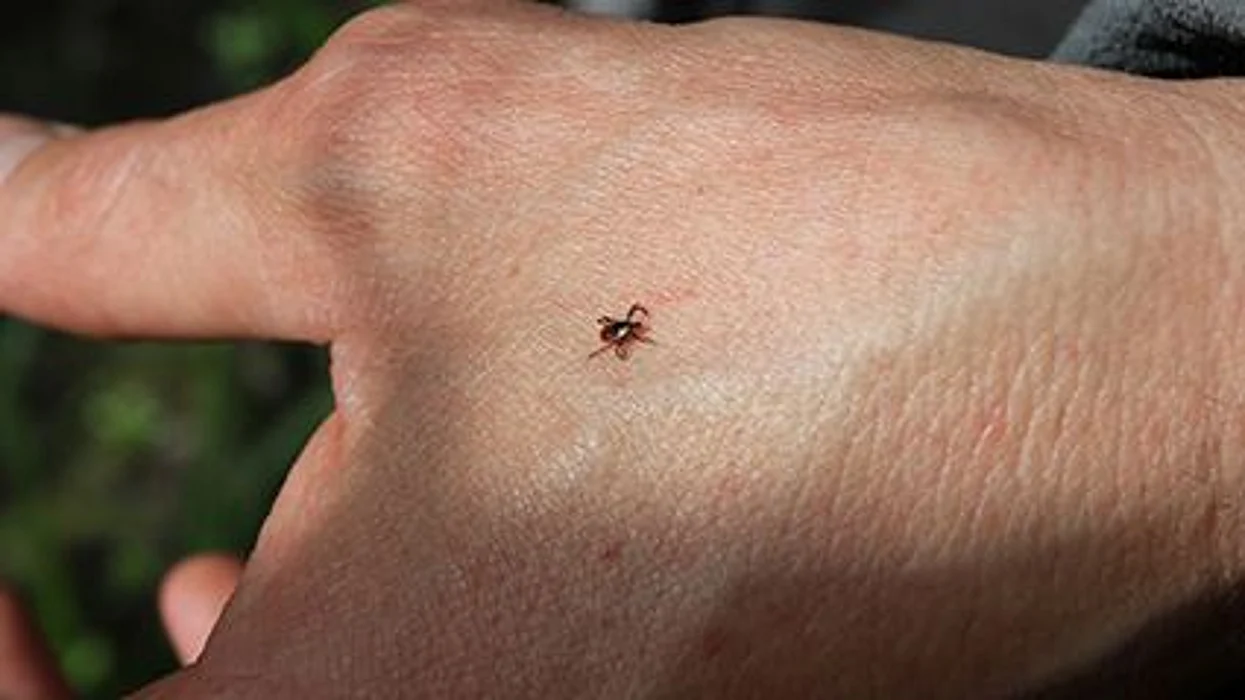 tick on a human hand