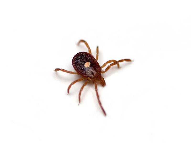 Deadly New Tick-Borne Virus Spreading Across U.S.