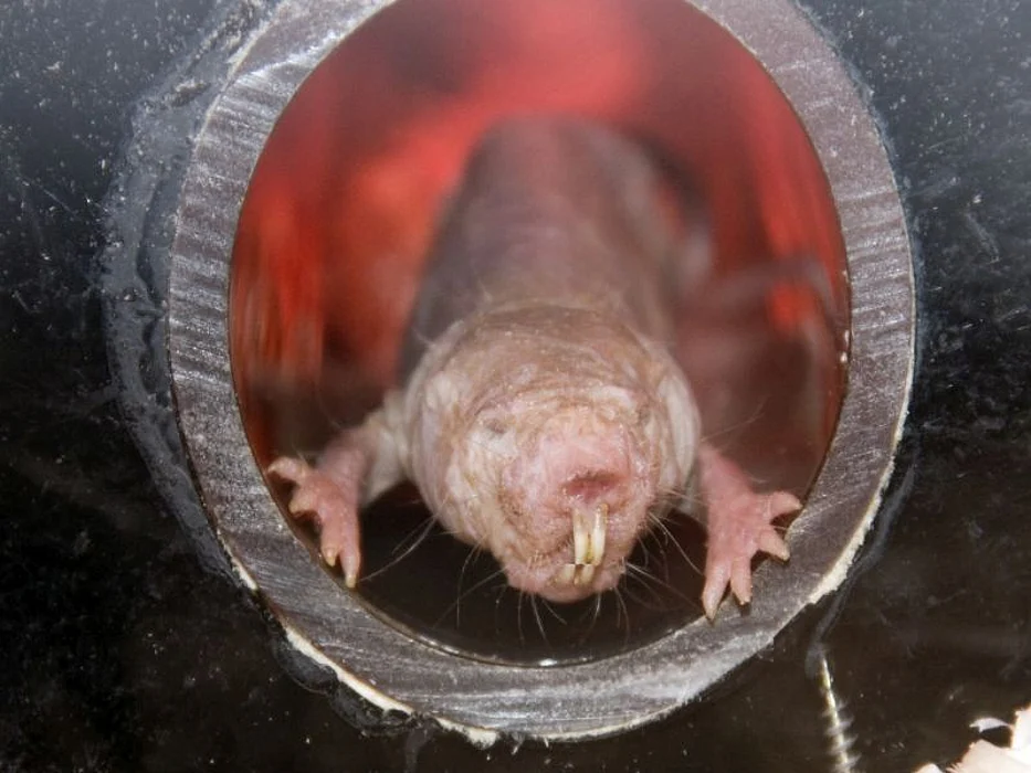 naked mole rat