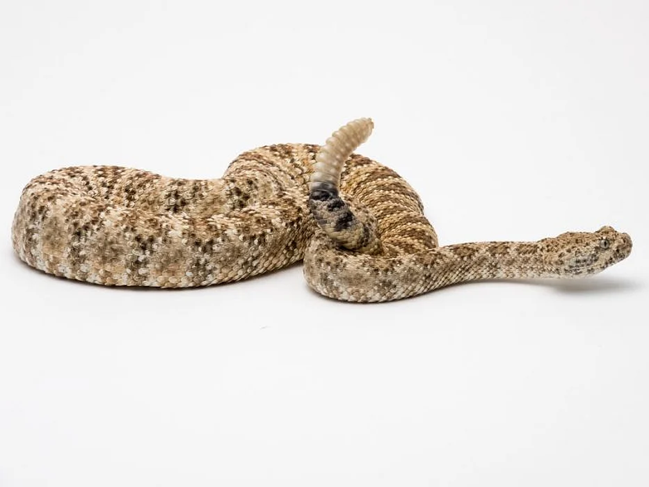 rattlesnake