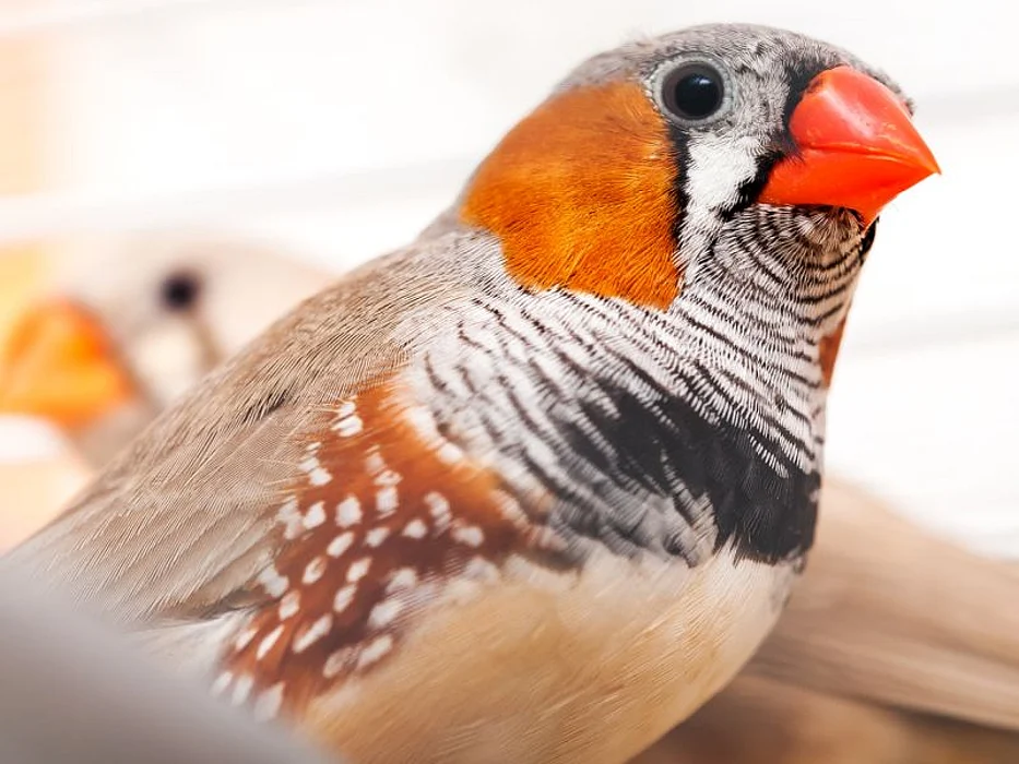 Zebra Finch