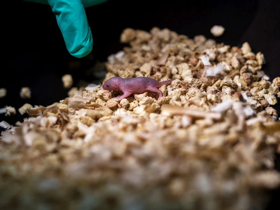 Mouse pup born to two fathers