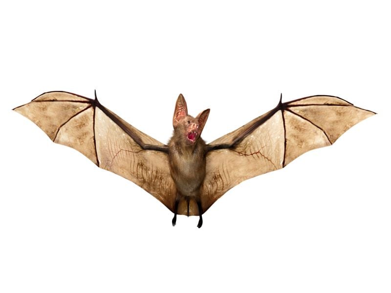 Vampire Bats Have Social Distancing Nailed Down
