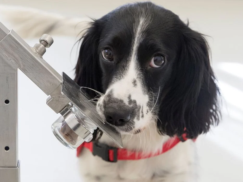 Freya, a Springer Spaniel trained to sniff out malaria