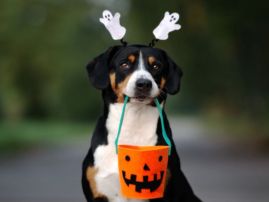 dog in Halloween costume