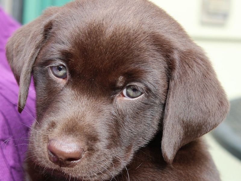 A Labrador S Color Might Determine Its Life Span Consumer Health News Healthday