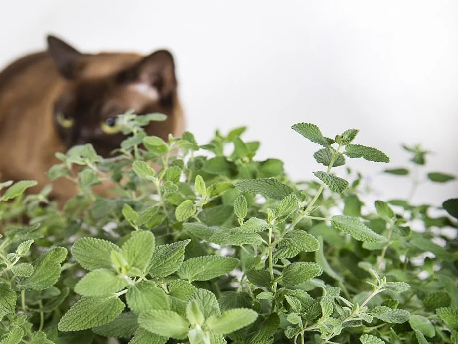 catnip