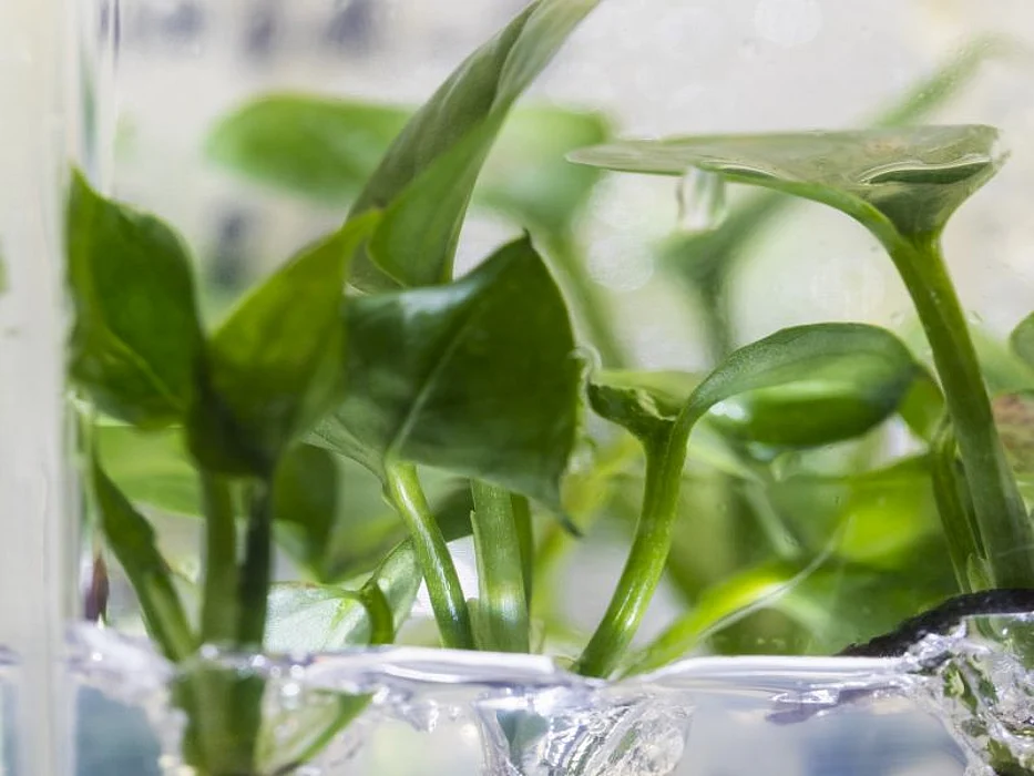 pothos ivy