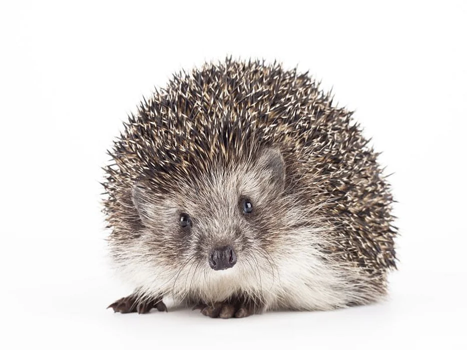 hedgehog