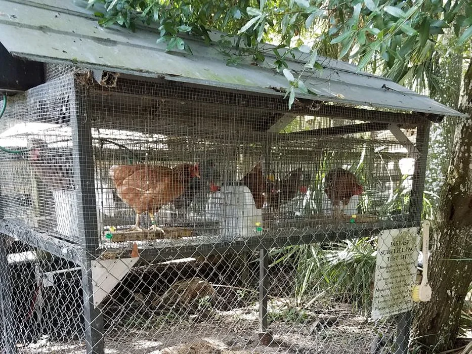 Sentinel chickens in Citrus County, Fla.