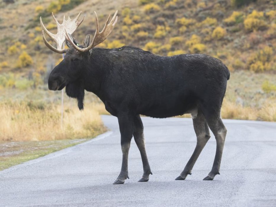 moose standing on a road