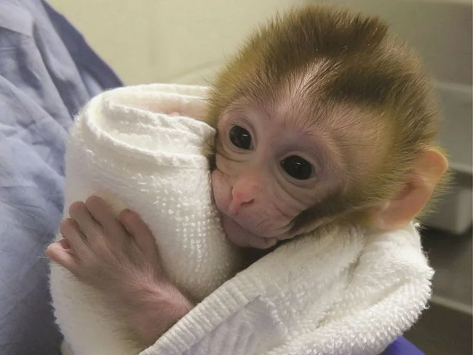 Baby monkey Grady