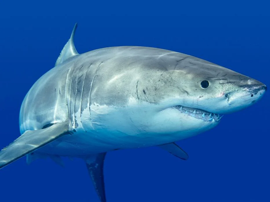 shark