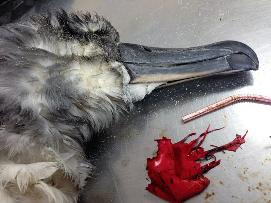 Albatross autopsy with plastic debris