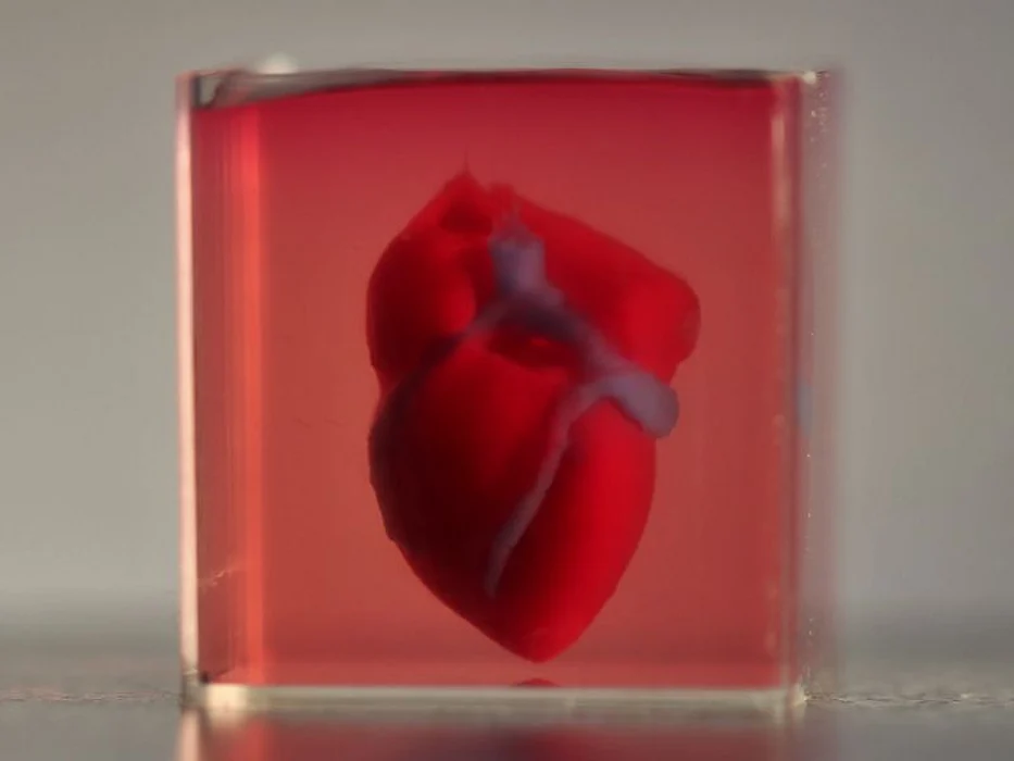 3D-printed, small-scaled human heart