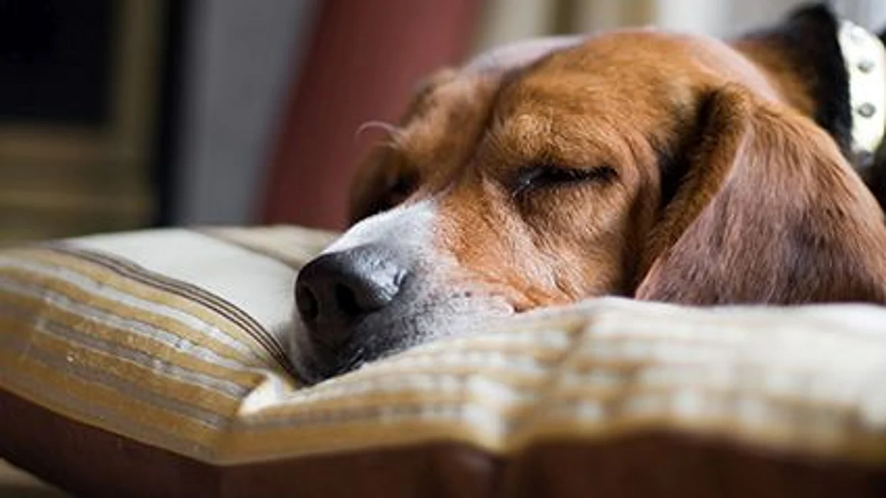Roll Over, Fido. You're Hogging the Bed
