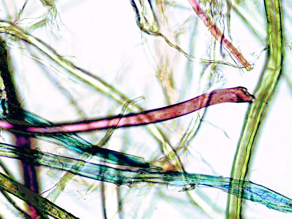 microplastics