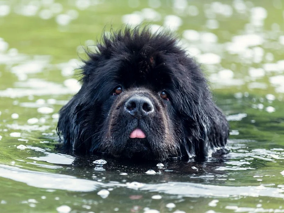 dog swimming