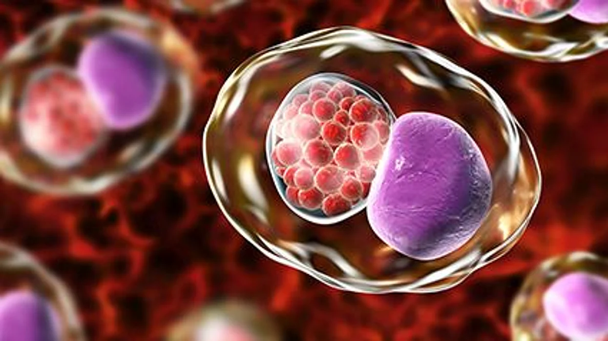 a chlamydia bacteria
