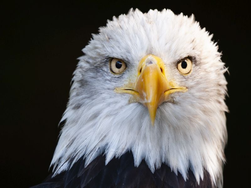 Eagles Are Being Poisoned by Environmental Lead