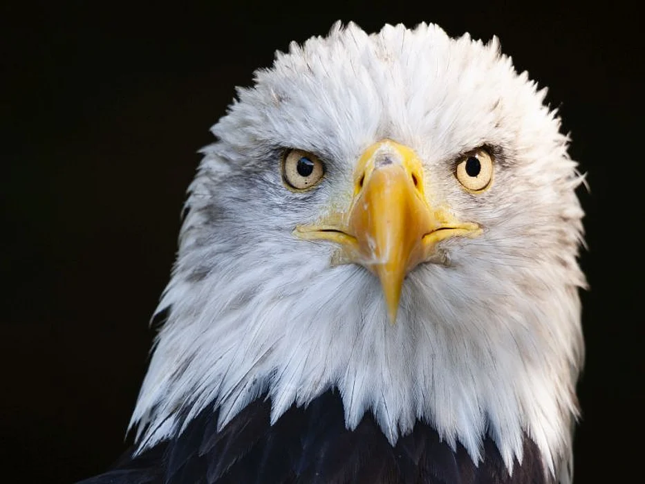 bald eagle