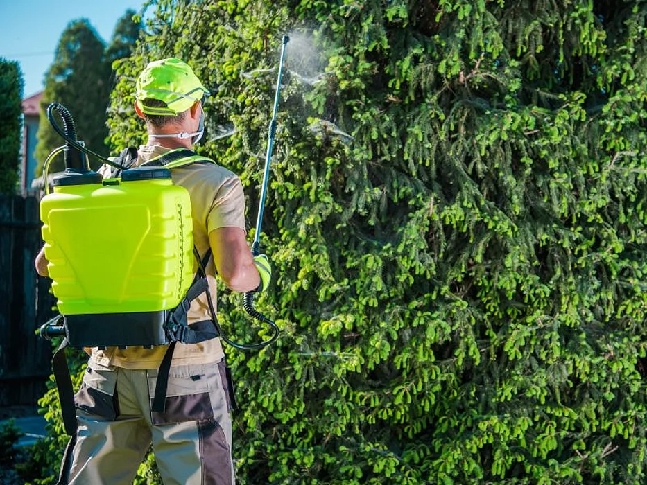 Spraying insecticide