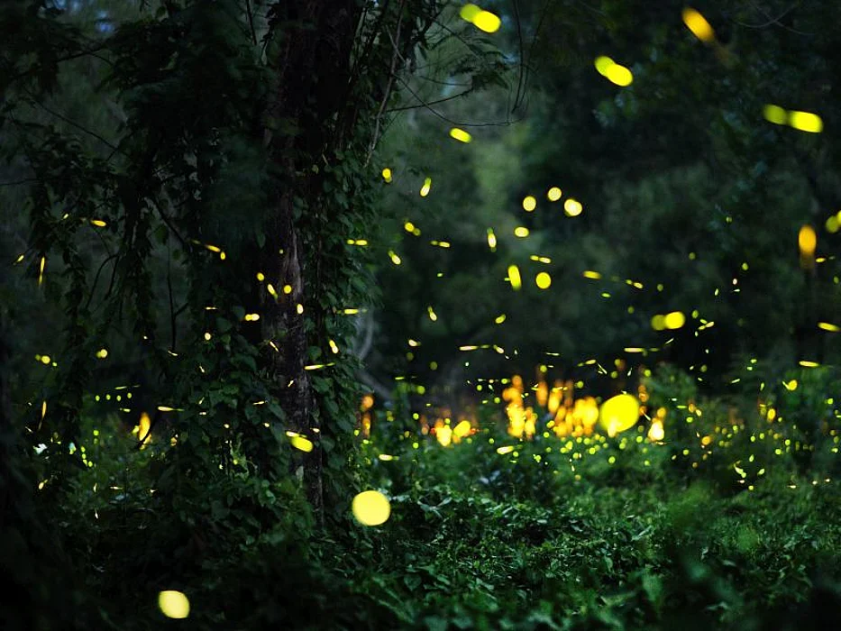 Fireflies