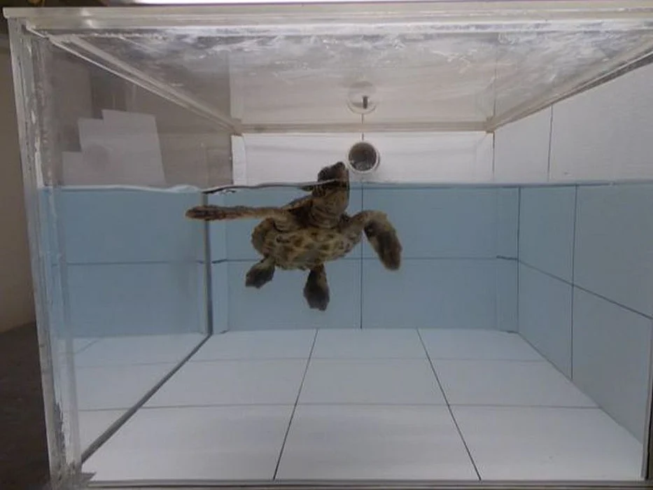 Loggerhead turtle used in study