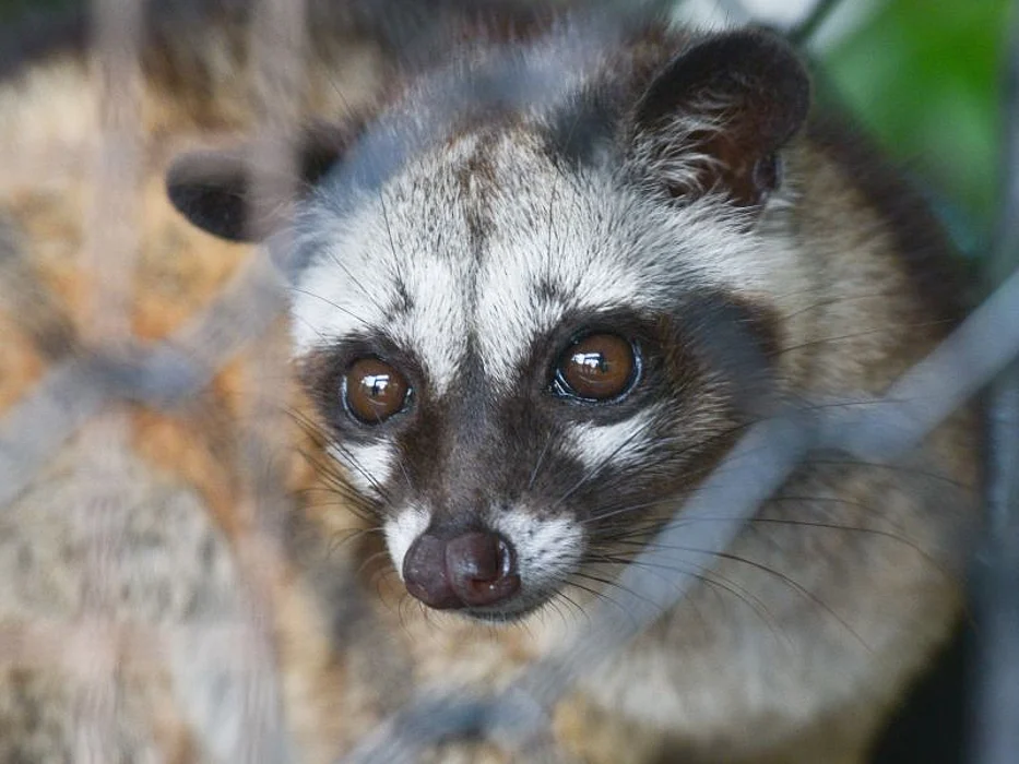 A civet