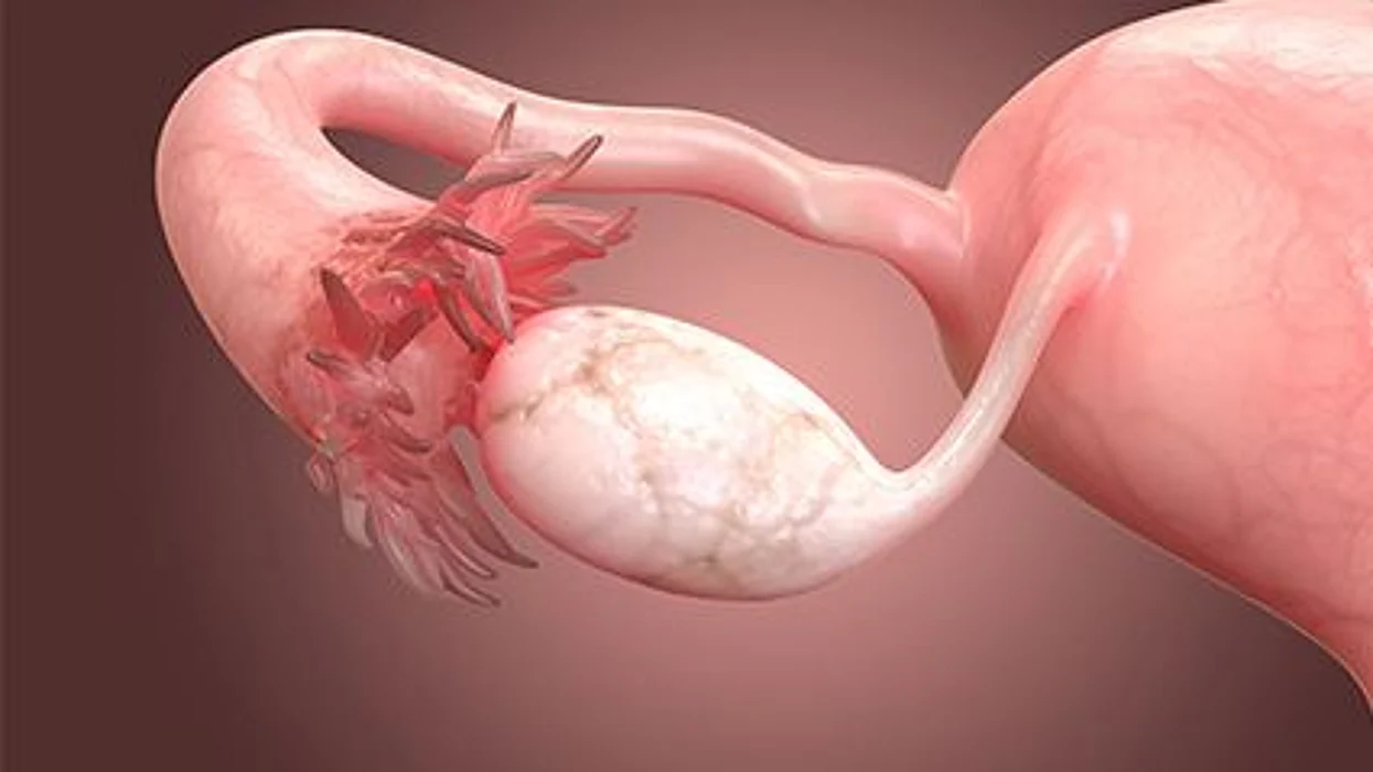 reproductive system in woman