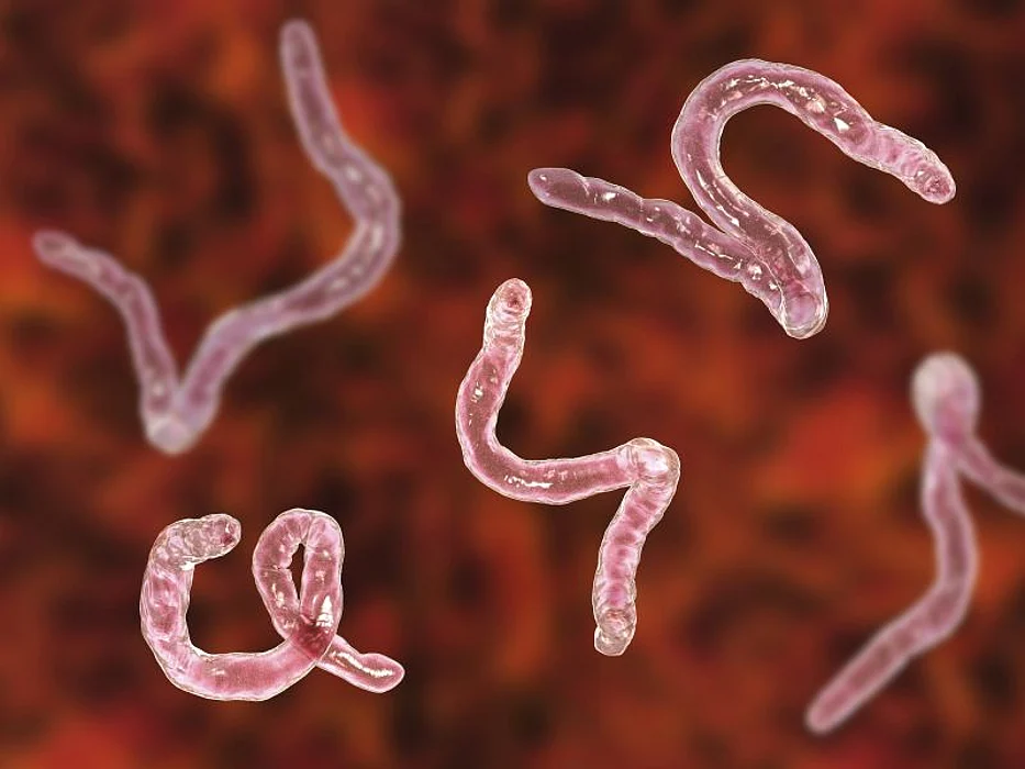 hookworm