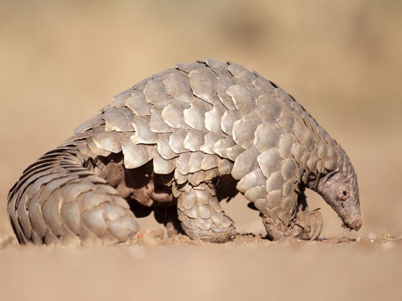 Did the New Coronavirus Come From Pangolins? New Study Says It's Possible