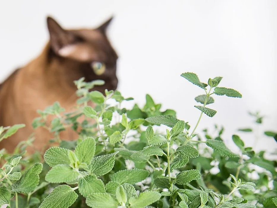 catnip