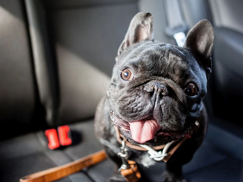 Dog in hot car