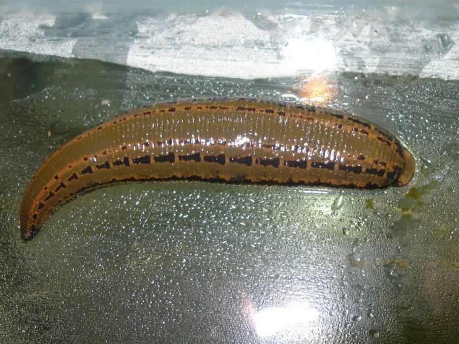 Hirudo medicinalis leech